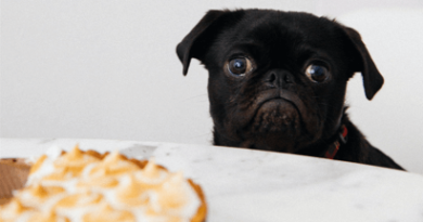 Alimentos que os Cães Não Podem Comer