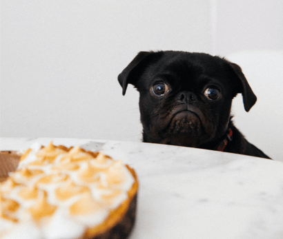 Alimentos que os Cães Não Podem Comer