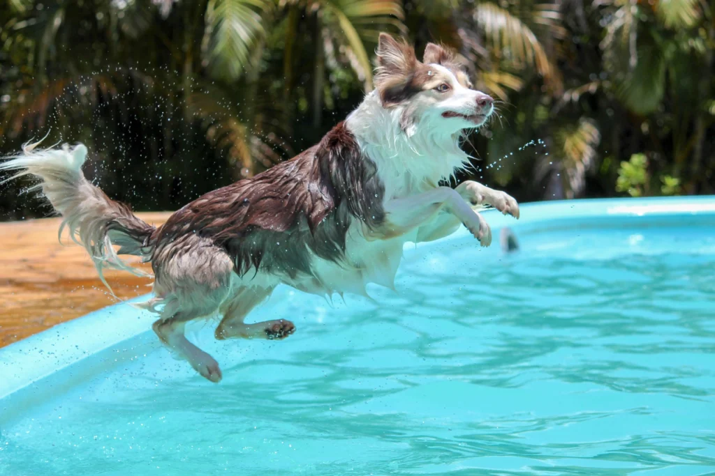 Dicas de Cuidados Essenciais para Seu Cachorro no Calor