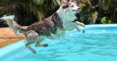 Dicas de Cuidados Essenciais para Seu Cachorro no Calor