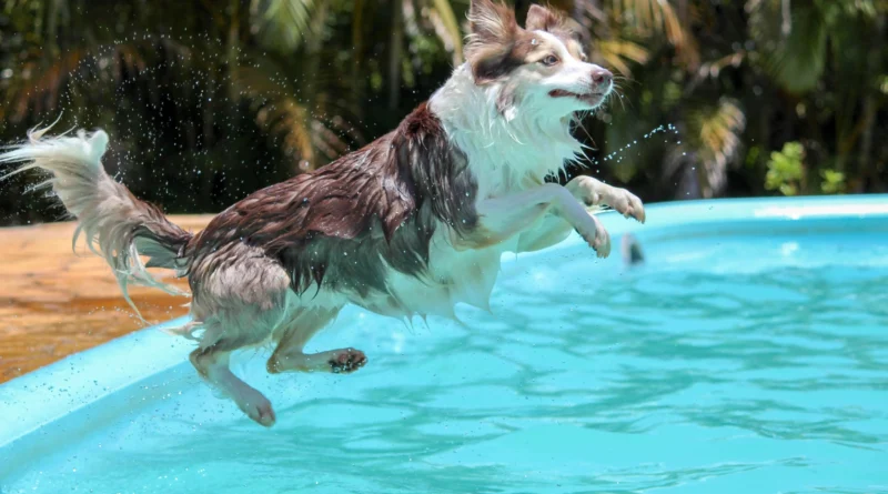 Dicas de Cuidados Essenciais para Seu Cachorro no Calor