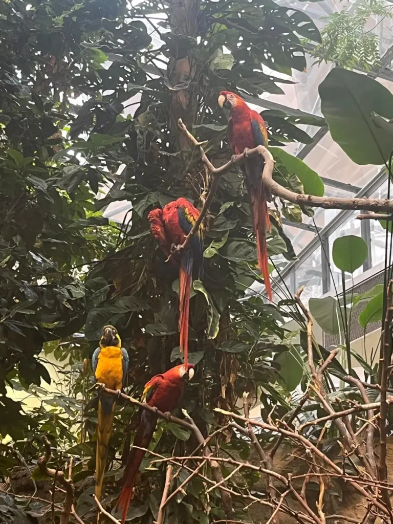 Araras - Biodome de Montreal